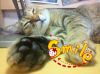 My Cat