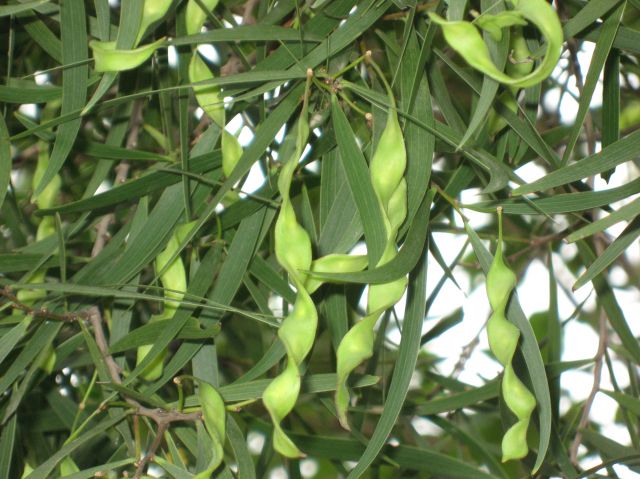 ˵