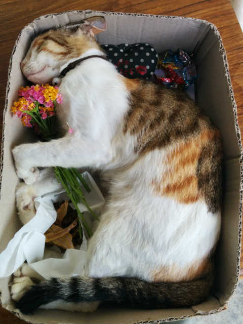 �˵����