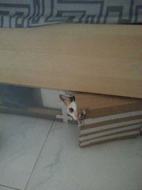 �˵����