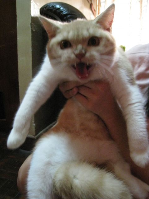 ˵