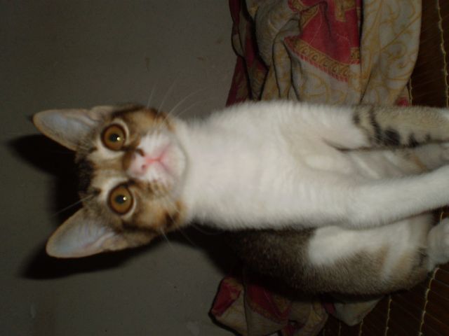˵