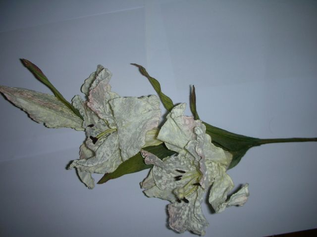 ˵