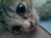 Sophia's �p�a��ï�I(�ӿ�)