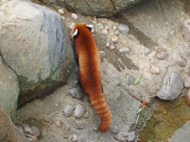 ˵