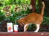 猫���K