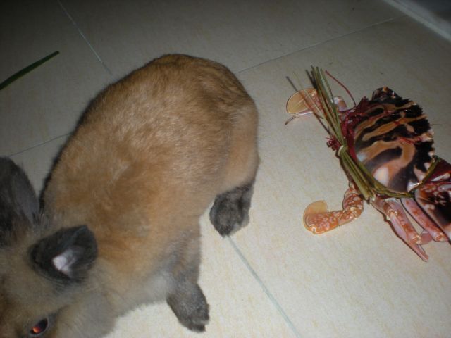 ˵