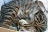 ���cat